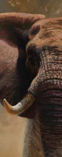 Wandverkleidung 1000x2550 mm more4YOU, Elephant by Pöppelmann